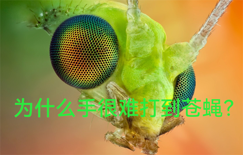 為什么手很難打到蒼蠅？