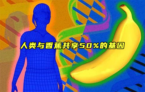 【科普視頻】人類與香蕉共享50%的基因？